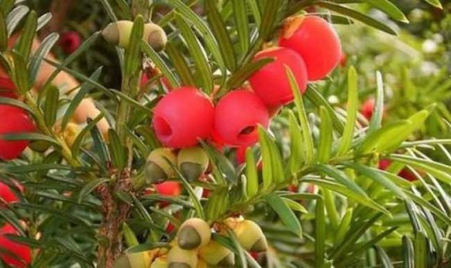 Parktaki ağaçtan meyve yedi, öldü!