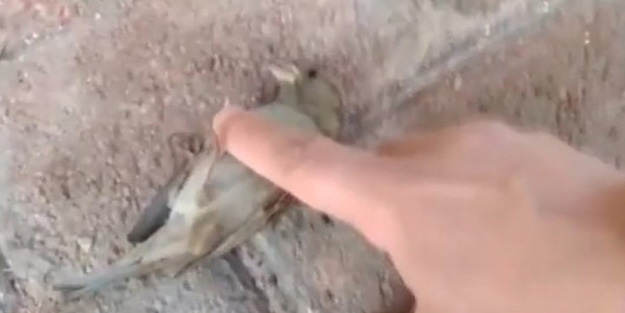 Parmağıyla yaptığı kalp masajı serçeyi hayata döndürdü