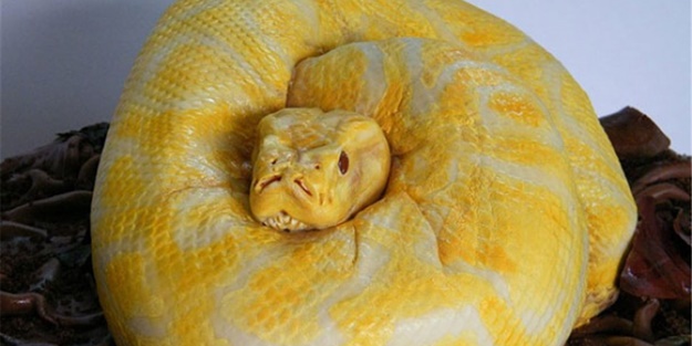 Pasta olduklarına inanamayacaksınız!