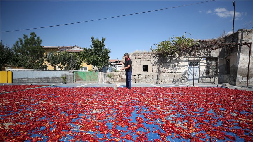 Pastırma ve sucuğun olmazsa olmazı: Cırgalan biberi kuruluyor