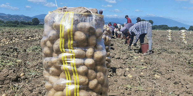 Patates fiyatları keyfinizi kaçıracak! Tarladan çıkış fiyatını görenler gözlerine inanamadı
