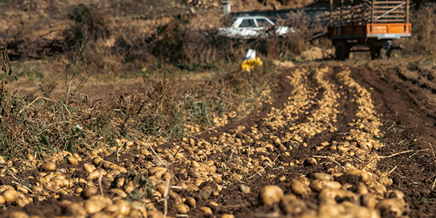 Patates fiyatlarını düşürecek haber geldi
