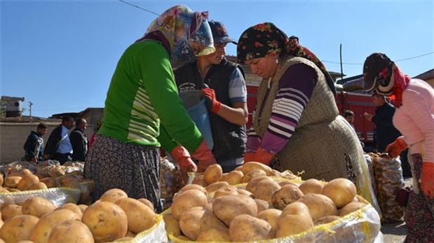 Patates geçen yıl 5 liraydı şimdi 20 kuruş