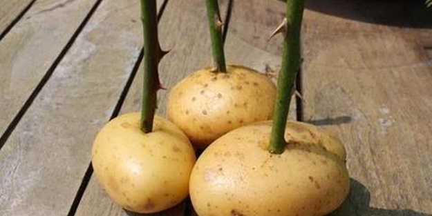 Patates içerisinde nasıl gül yetiştirilir?