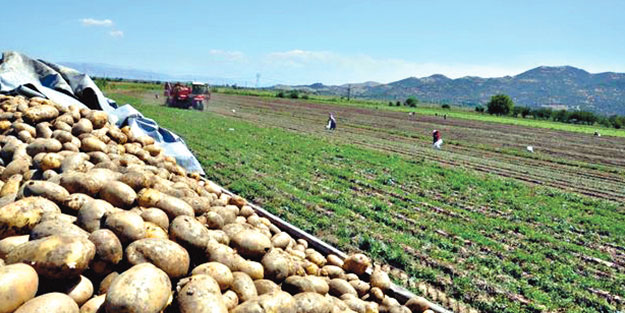 Patates ithalatında gümrük vergisi sıfırlandı