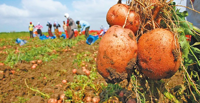 Patates kızarmadan el yakıyor