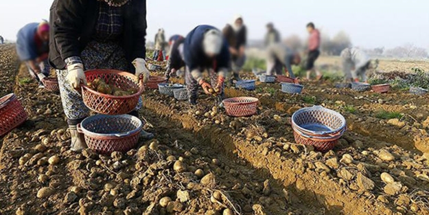 Patates tarlaya ne zaman ekilir?