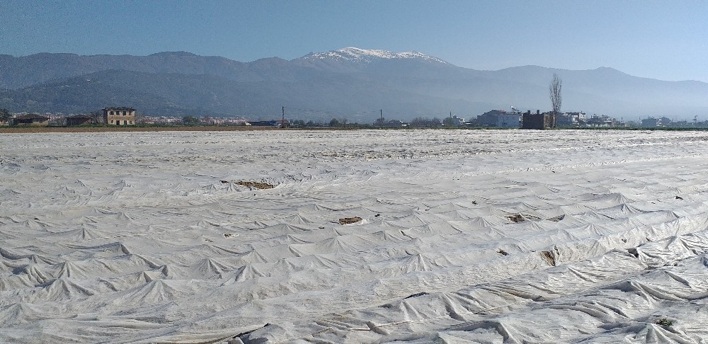 Patates üreticileri don olayına karşı elyafla önlem aldı 