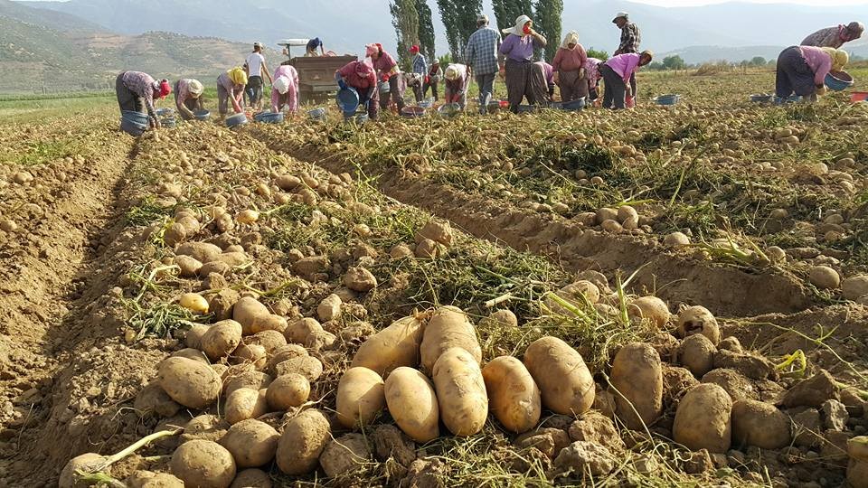 Patates üreticileri ithalatın kendilerine zararı olduğunu belirtiyor 
