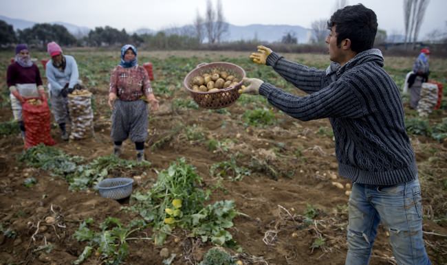 Patates üreticilerinin yüzü gülüyor