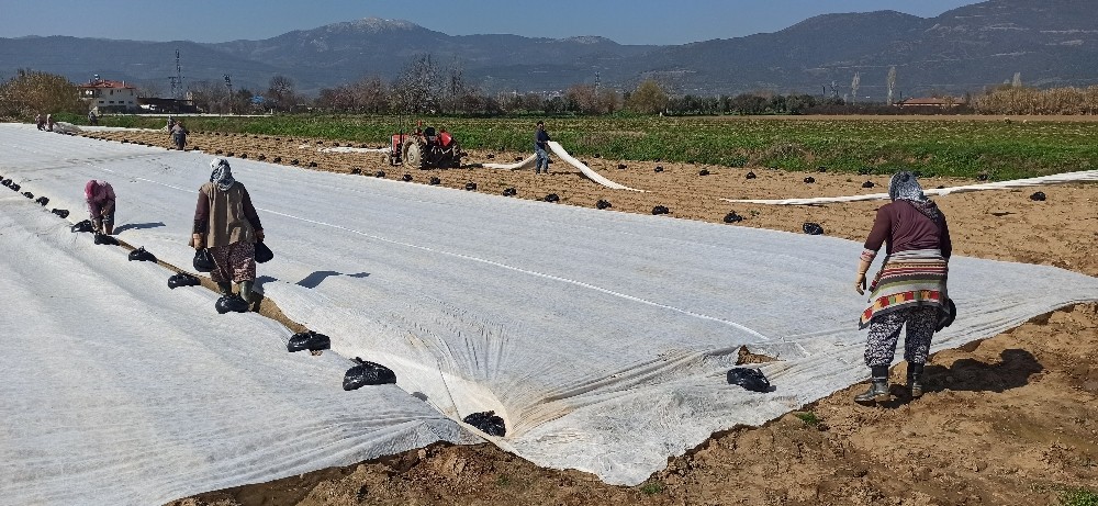 Patates üreticisi don tehlikesine karşı ürünlerini elyaf örtüyle kapladı 