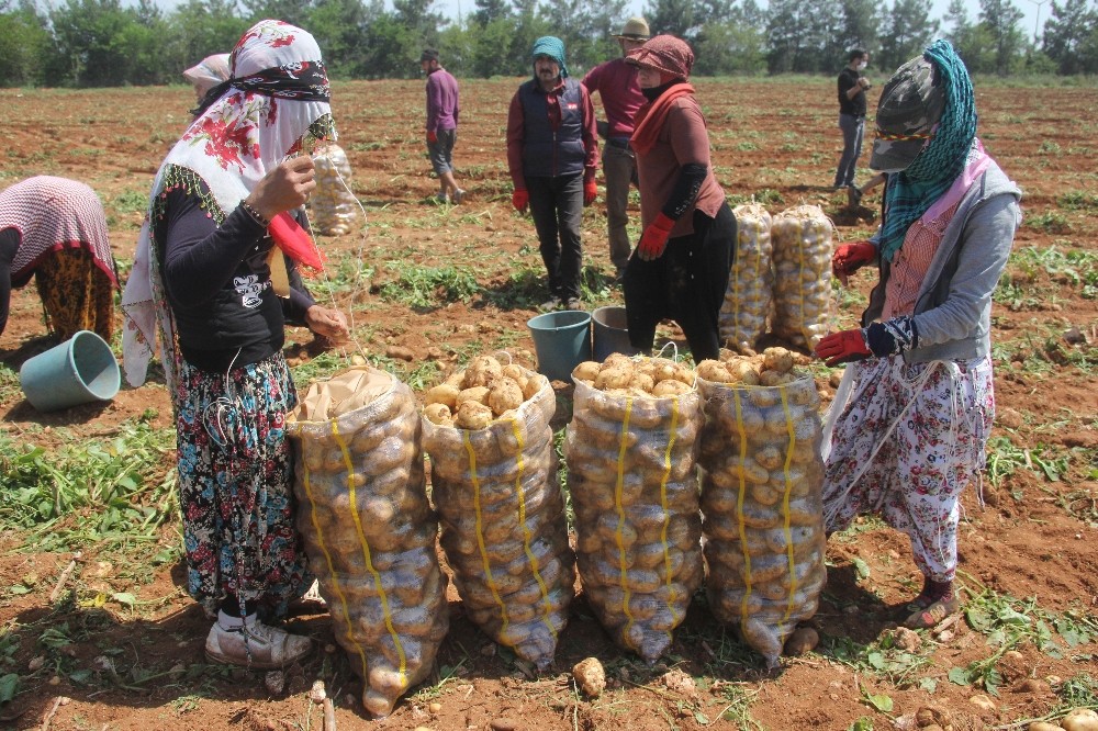Patates üreticisinde fiyat düşecek korkusu 
