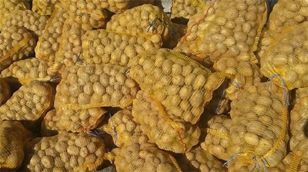 Patates üreticisinin yüzü güldü