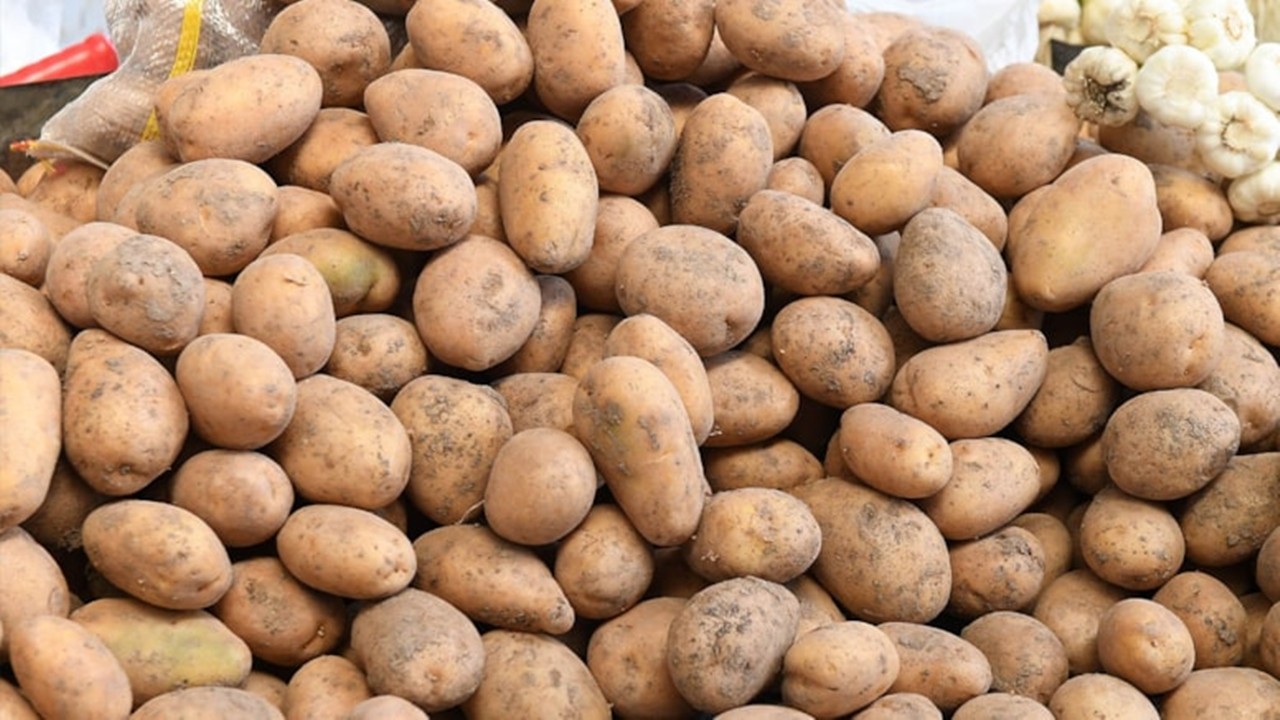 Patatesi artık çuvalla alabilirsiniz! Filizlenmesini böyle önleyebilirsiniz