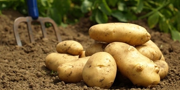 Patates'in faydaları nelerdir?