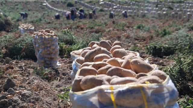 Patatesin fiyatı zamlandı