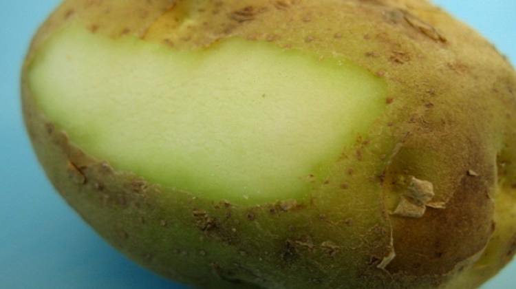 Patatesin içi yeşile dönüyorsa aman dikkat!