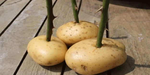 Patatesin içine gül sapı yerleştirirseniz ne olur? Görenler gözlerine inanamadı