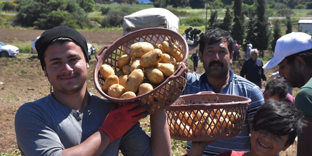 Patates tarladan İstanbul'a gelene kadar fiyatı 4 katına çıkıyor!