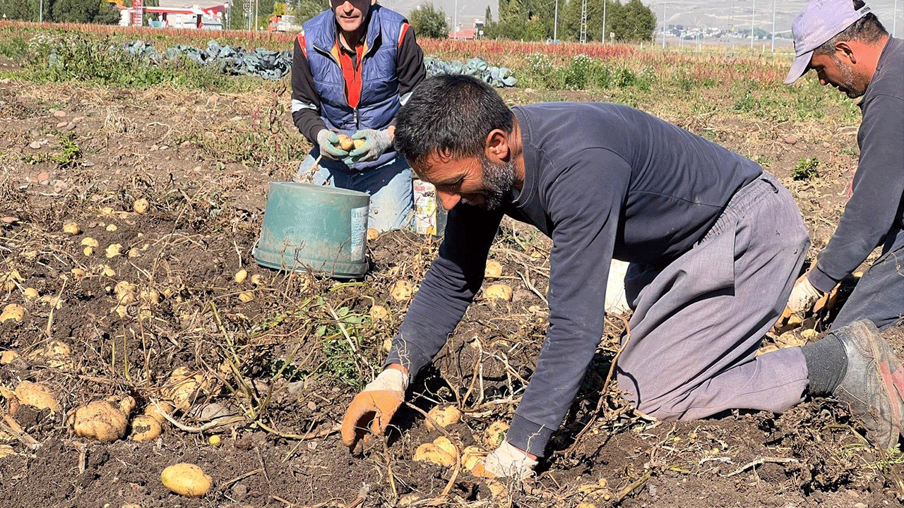 Patateste hasat başladı