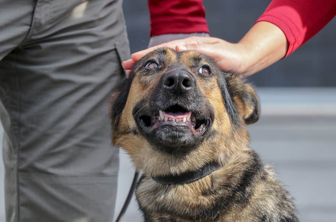 Patlayıcı tespit köpeklerinin zorlu sınavı