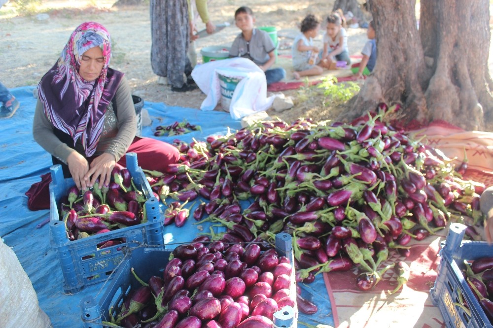 Patlıcan tarlada 25 kuruş 