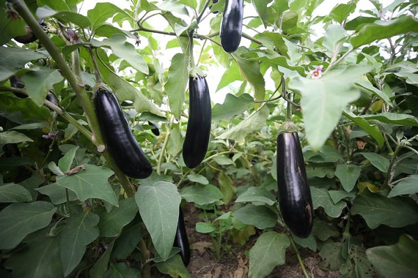 Patlıcanda sert düşüş! Ayın zam şampiyonu şaşırttı