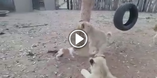 Paylaşmayı sevmeyen köpek