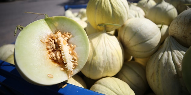 Pazara bile inmeden alıcı buluyor!