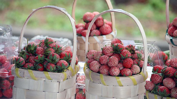 Pazara inmeden alıcı bulan Osmanlı çileği ilk ürünlerini verdi