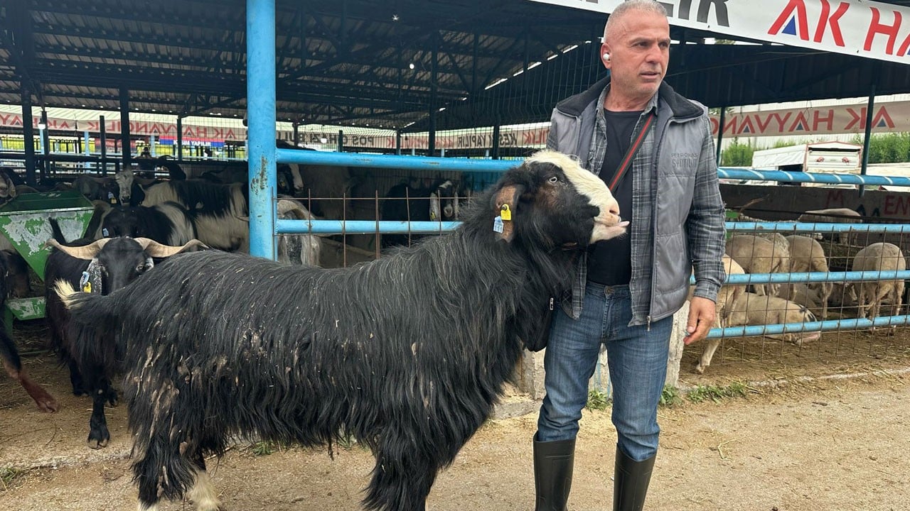 Pazarda gören bir daha baktı! 120 kiloluk kurbanlık keçi fiyatı dudak uçuklattı