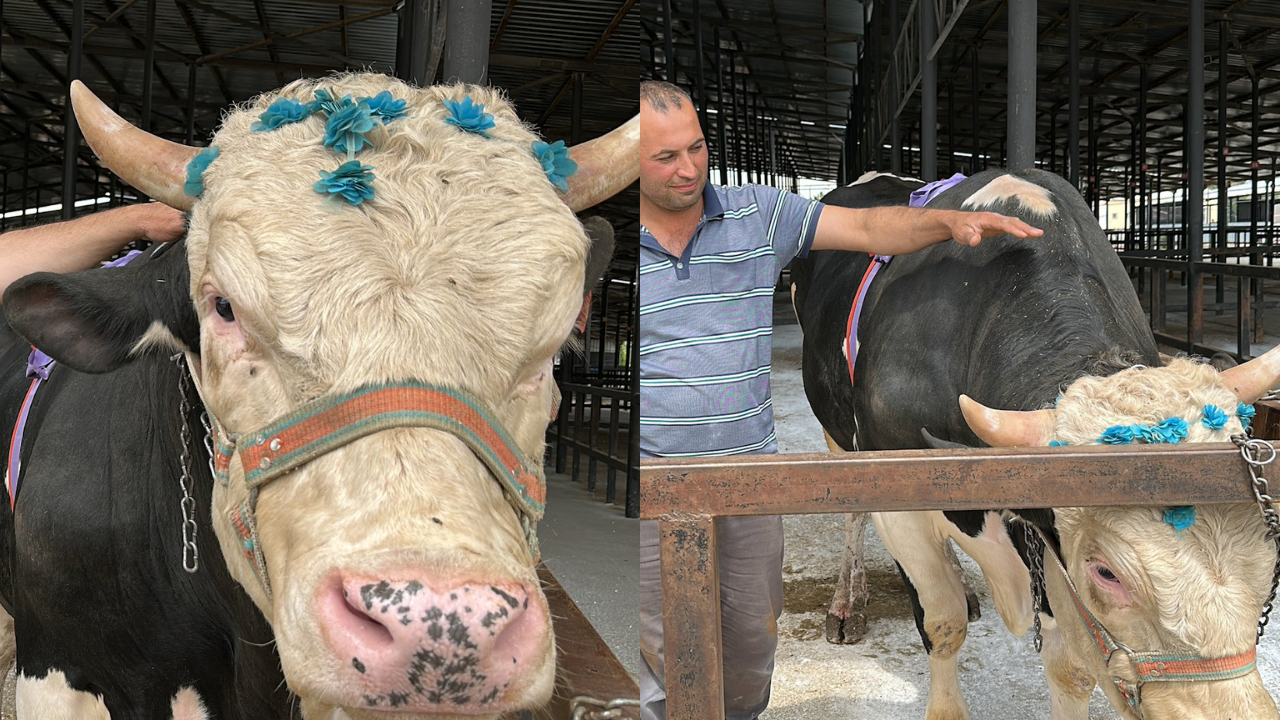 Pazarın gözdesi 1,2 tonluk ‘Paşa’ satıldı! İşte dudak uçuklatan fiyatı