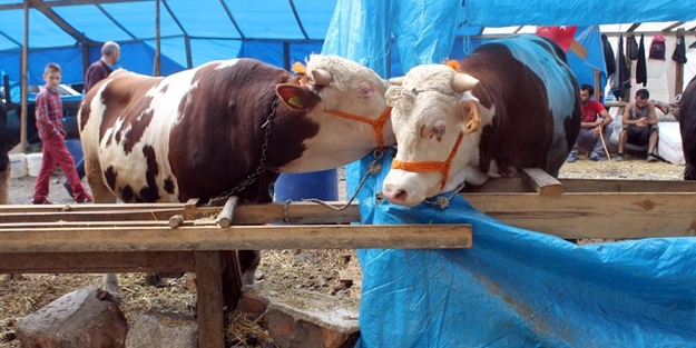 İkiz danalar pazarın gözdesi oldu