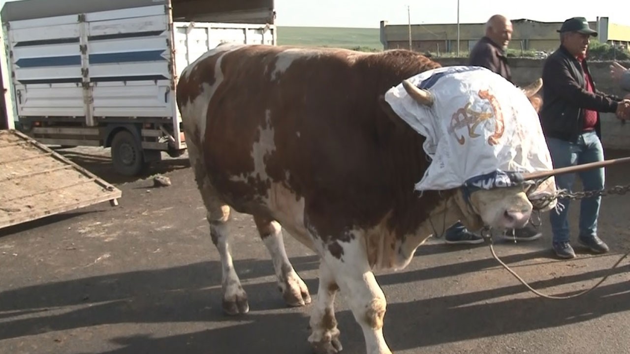 Pazarın yıldızı 'Rıfkı' 300 bin TL’ye satıldı!