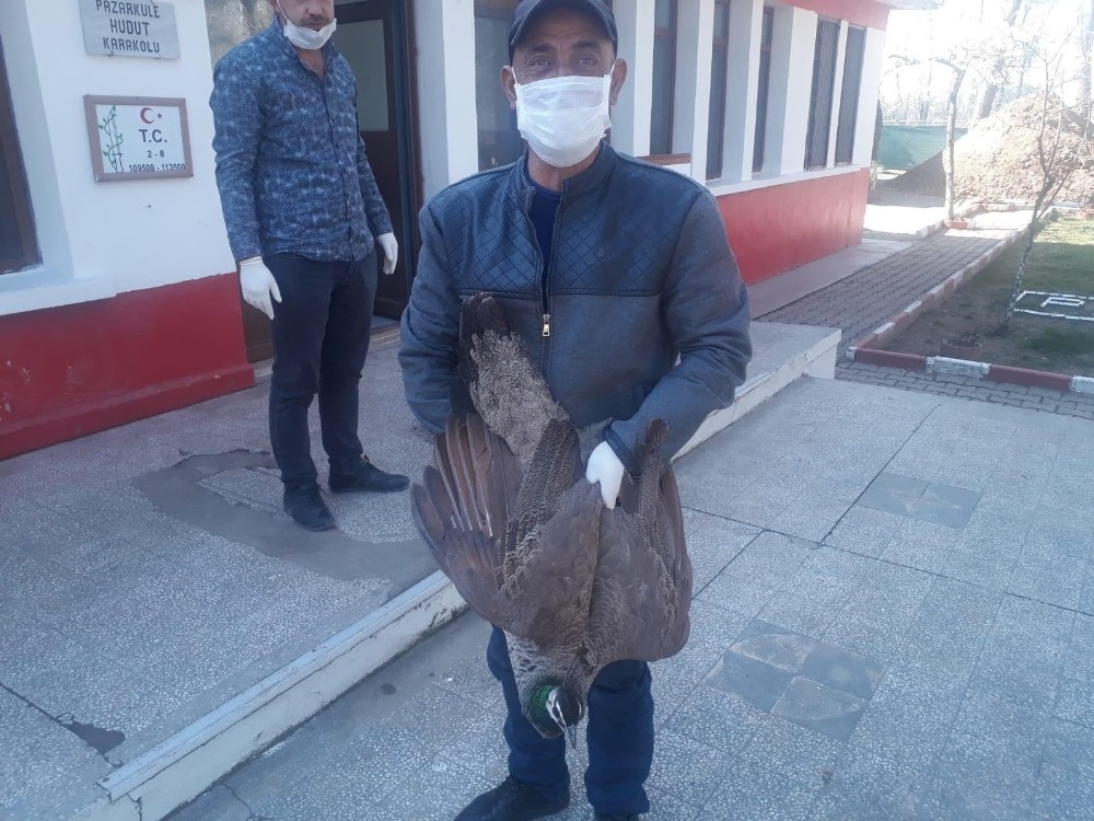 Pazarkule’deki tavus kuşları güvenli bir alana taşındı 