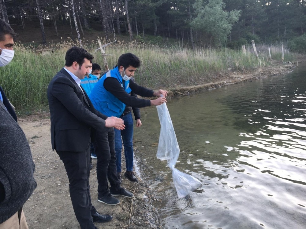Pazarlar göletlerine 10 bin adet sazan balığı yavrusu bırakıldı 