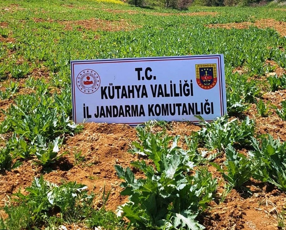 Pazarlar’da 86 bin 150 kök kaçak ekilmiş haşhaş bitkisi ele geçirildi 