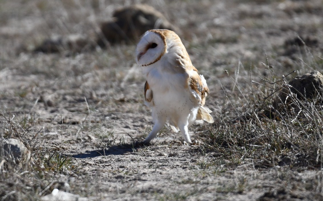 Peçeli baykuşlar doğaya salındı