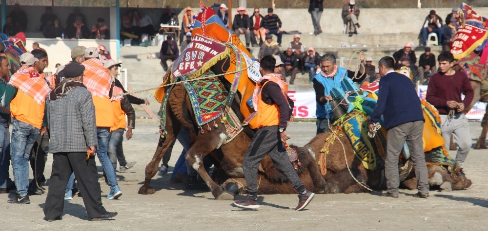 Pehlivan develer Ortaklar Arenası’nda buluştu 