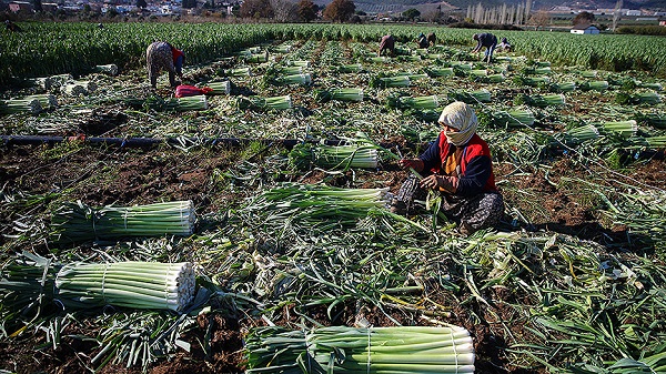 Pek çok kişi dudak büküyor! Bu sebze bin bir derde deva