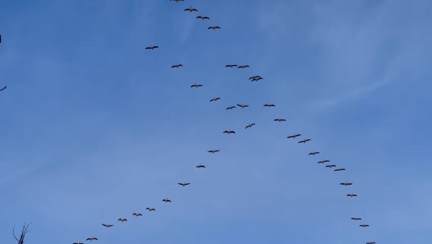 Pelikan sürüsü iftar saatinde görsel şölen oluşturdu