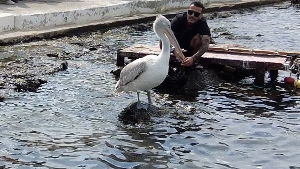 Pelikan 'Tosun'un tercihi Foça