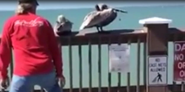 Pelikanı, gagasındaki telden kurtarma