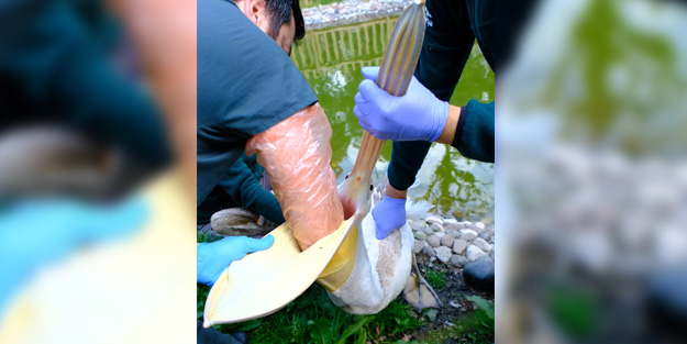 Pelikanın midesinden çıkan şoke etti! O anlar anbean kamerada