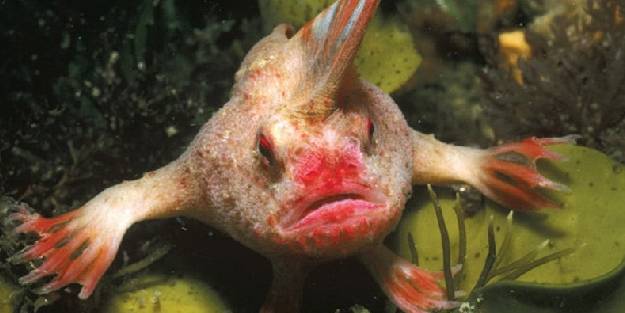 Pembe El Balığı 22 yıl aradan sonra ilk kez görüldü