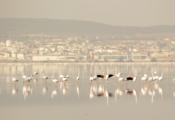 Pembe kanatlı flamingoların yurdu: Sabkha Sejoumi Gölü