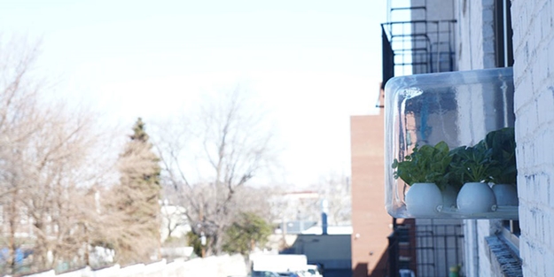 Pencerede 'tarla' oluşturmak... - FOTO