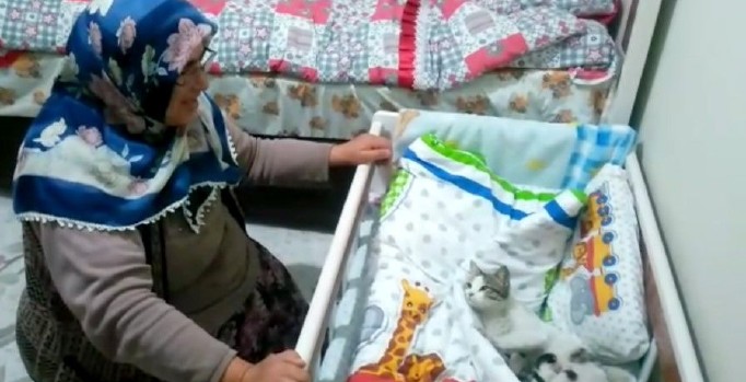 Pencereden giren kedi beşikte yavruladı