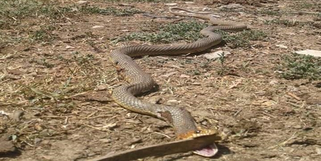 Pencereden içeri girerken fark edildi