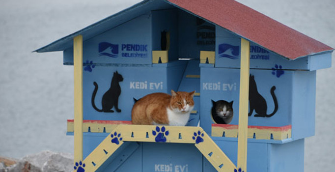 Pendik'te denize nazır kedi evleri